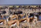 Éléphants, antilopes et rhinocéros menacés… l’armée déployée pour lutter contre les incendies qui ravagent une réserve namibienne