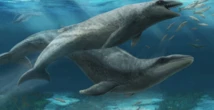 « Trompeusement mignon » : une nouvelle espèce préhistorique, entre « une baleine et un pokemon » découverte en Australie