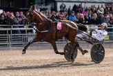 Go On Boy et Romain Derieux sur le toit de l’Europe après leur sacre dans l’Elitloppet 2025