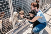 En Haute-Garonne, les animaux de victimes de violences intrafamiliales seront aussi mis à l’abri