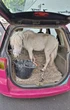 « Elle s’est montrée peu coopérative » : une automobiliste allemande contrôlée avec un poney dans le coffre de sa voiture