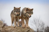 Alpes-Maritimes : deux loups secourus après une chute dans un bassin, l’un d’eux n’a pas survécu