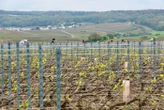 « 38 % des bourgeons ont été détruits » : les vignerons de Champagne durement touchés par le gel