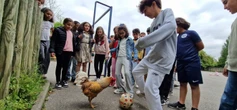 À Amiens, la nouvelle star du football s’appelle Cacahuète… et c’est un coq