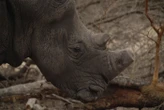 Témoins décédés, 15 ans de procès : le cerveau du plus gros « trafic de cornes de rhinocéros » condamné à une amende en Afrique du Sud
