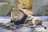 Un lion s’échappe de son enclos et sème la panique dans une ville du Pakistan