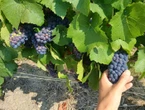 Changement climatique : le champagne fait sa révolution, les vignerons sont partagés