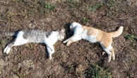« Leurs vies ont été fauchées » : deux chats mutilés et tués par balles dans le Gard, une plainte déposée