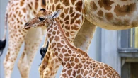 1,65 m et 45 kg : un bébé girafe est né au parc zoologique de Paris, une première depuis six ans