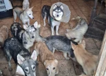 « La maison était pleine d’excréments » : des dizaines d’animaux retrouvés morts ou affamés chez une sexagénaire