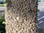 Dans les Yvelines, la forêt de Rambouillet interdite d’accès à cause des chenilles urticantes