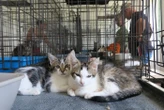 « C’est la période des chatons et c’est une catastrophe » : dans l’Oise, les animaux abandonnés ont besoin de vous
