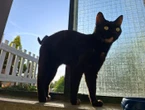 Campagne de stérilisation, amendes… l’île de Molène s’attaque à la surpopulation de chats au nom de la sécurité