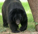 Un ours sème le chaos dans un aéroport japonais et paralyse le trafic aérien