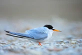 Pas touche aux sternes ! Les montgolfières doivent voler plus haut dans le ciel du Maine-et-Loire