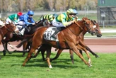 Arrivée du quinté du lundi 13 octobre à Marseille-Borély : Max Verst s’impose avec un pilote de remplacement