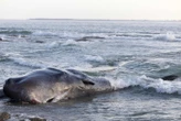 Une baleine de dix mètres retrouvée morte sur une plage de l’Île de Ré