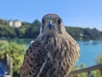 Finistère : un faucon dérobé dans un parc, l’établissement appelle au « bon sens » des voleurs
