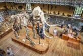 Muséum d’histoire naturelle à Paris : un gardien en garde à vue pour avoir photographié sous la jupe d’une femme