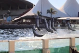 Marineland : les douze dauphins vont partir au zoo de Beauval