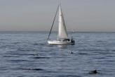 Deux fillettes meurent lors d’un stage de voile après qu’une barge a heurté leur bateau à Miami