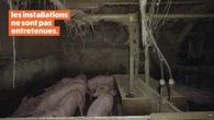 Mauvais traitement, cadavres épars, hygiène désastreuse… Une porcherie épinglée par L214 et la préfecture du Finistère