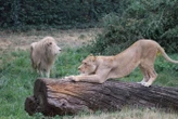 Le Refuge de l’Arche en Mayenne va recevoir près d’un million d’euros pour accueillir les animaux de cirque