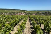 Aube : les points de vue de Baroville, une randonnée au cœur des vignes de Champagne