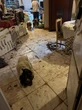 « Il y avait des excréments partout » : à Étampes, sept chiens sauvés d’une maison insalubre