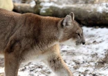 Un puma mord une petite fille de 11 ans, avant de poursuivre sa mère et son frère dans leur maison de Californie