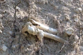 « Un fémur et un petit morceau de crâne » : des ossements humains découverts dans une ancienne carrière d’un village de l’Oise