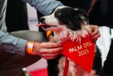 Il a « conquis le jury par son jeu d’acteur touchant » : le chien Panda lauréat de la Palm Dog 2025 à Cannes