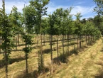 Pour s’acclimater au Calvados, 1 000 arbres destinés à ombrager un parc poussent juste à côté : « Ils ne vont parcourir que 150 m »