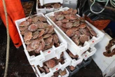 « Un marché parallèle s’est développé » : des sanctions prononcées contre des pêcheurs de coquilles Saint-Jacques