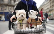 Pourquoi les petits chiens vivent plus longtemps que les grands