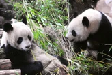 Zoo de Beauval : le couple de pandas arrivé en 2012 va rentrer en Chine pour raison de santé