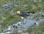 Dans les Pyrénées, la reproduction en berne du gypaète barbu, un oiseau rare, inquiète à nouveau