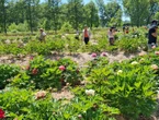 300 variétés plantées sur 8 000 m2 de prairie : au château de Chantilly, la pivoine a désormais son jardin
