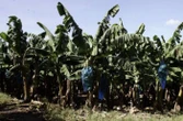 Chlordécone : l’État condamné à indemniser deux ex-ouvrières agricoles en Martinique