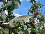 Dans l’Eure, le cidre existe aussi en blanc