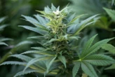 « C’est la première fois qu’on a un aussi haut niveau de preuves » : le cannabis thérapeutique efficace contre le mal de dos