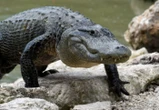 « Il m’a mordu et traîné sous l’eau » : une adolescente de 15 ans survit à l’attaque d’un alligator de 3 mètres