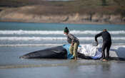 Finistère : un rorqual retrouvé mort, sans doute le même que celui échoué la semaine dernière