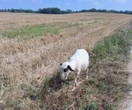 « Elles en raffolent » : un berger du Lot nourrit ses brebis avec de l’ambroisie pour lutter contre sa prolifération