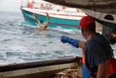 « Si ça continue, on est tous morts » : l’appel désespéré des pêcheurs normands face aux restrictions de Jersey