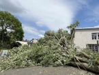 « La cour serait devenue une fournaise » : à Chartres, les arbres d’une école obtiennent un sursis grâce aux parents d’élèves