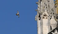 De nouveaux pèlerins… ailés à la cathédrale d’Évreux
