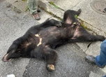L’ours qui semait la terreur depuis quatre jours au nord de Tokyo capturé par la police