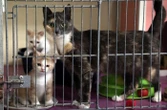 L’ado de 16 ans qui avait jeté, empalé et piétiné des chatons vivants dans le Doubs, reconnu coupable de sévices graves sur des animaux