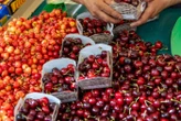 Récolte abondante, stockage difficile… Les producteurs français de cerises appellent les consommateurs à en manger